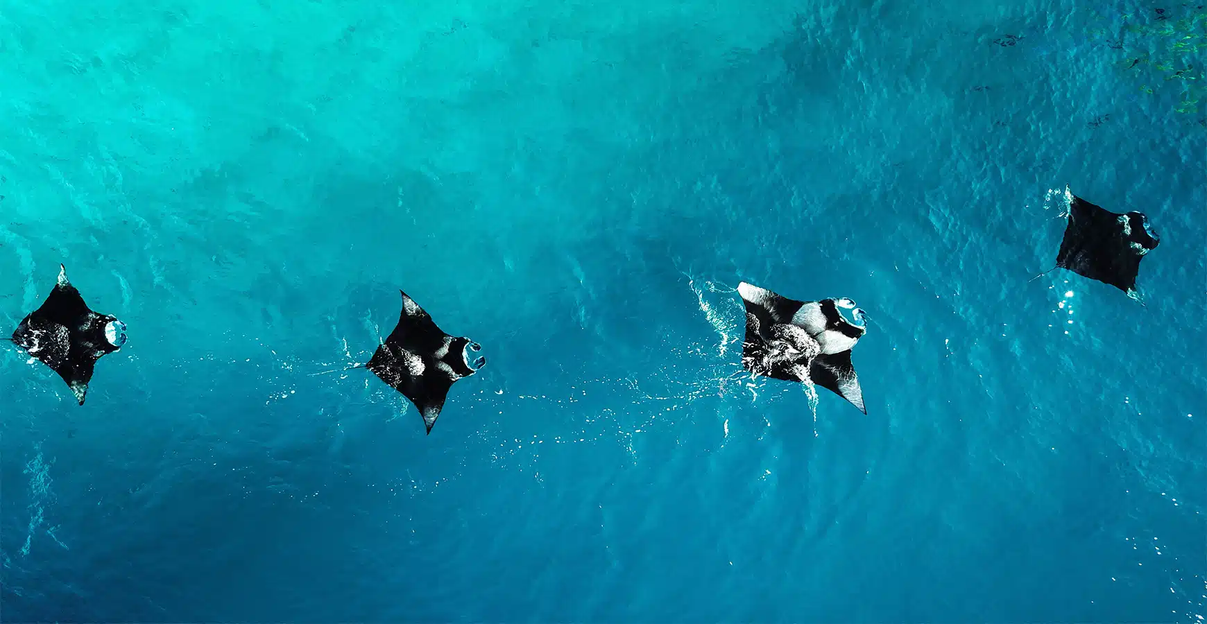 להקת מאנטות - מאנטה ריי - האיים המלדיביים