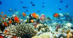 דגים וספורט ימי - צלילה באיים המלדיביים