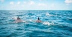 שחייה עם דולפינים במאוריציוס