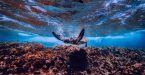 העולם התת ימי באיי סיישל