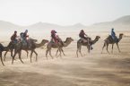 טיול גמלים אתגרי במדבר - טיולי תמריץ